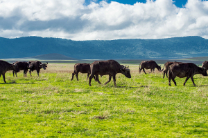 ngorongoro-crater-10
