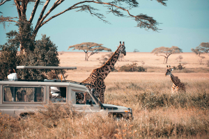 selous-game-reserve-3