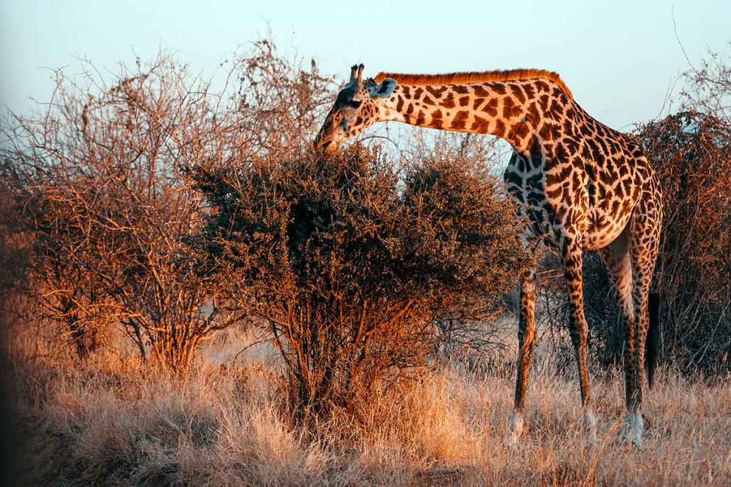 selous-game-reserve-4