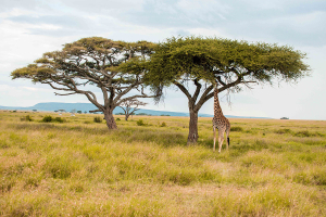 serengeti-national-park-10