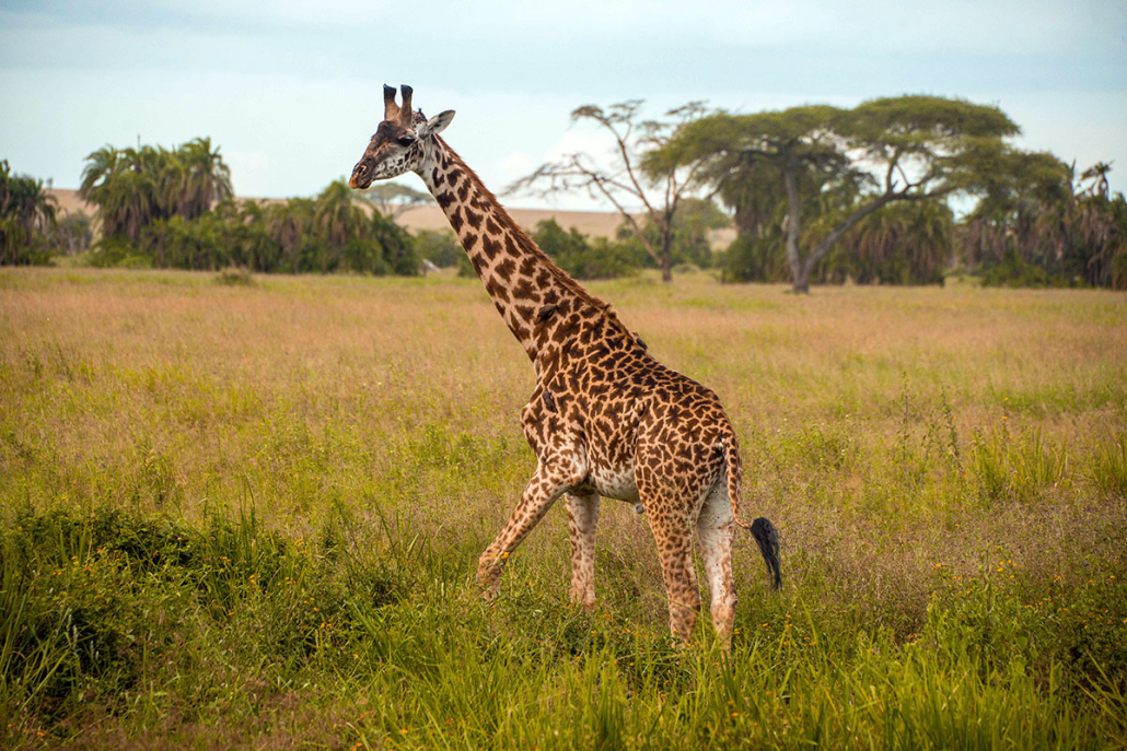 serengeti-national-park-9