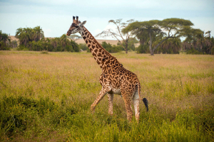 serengeti-national-park-9